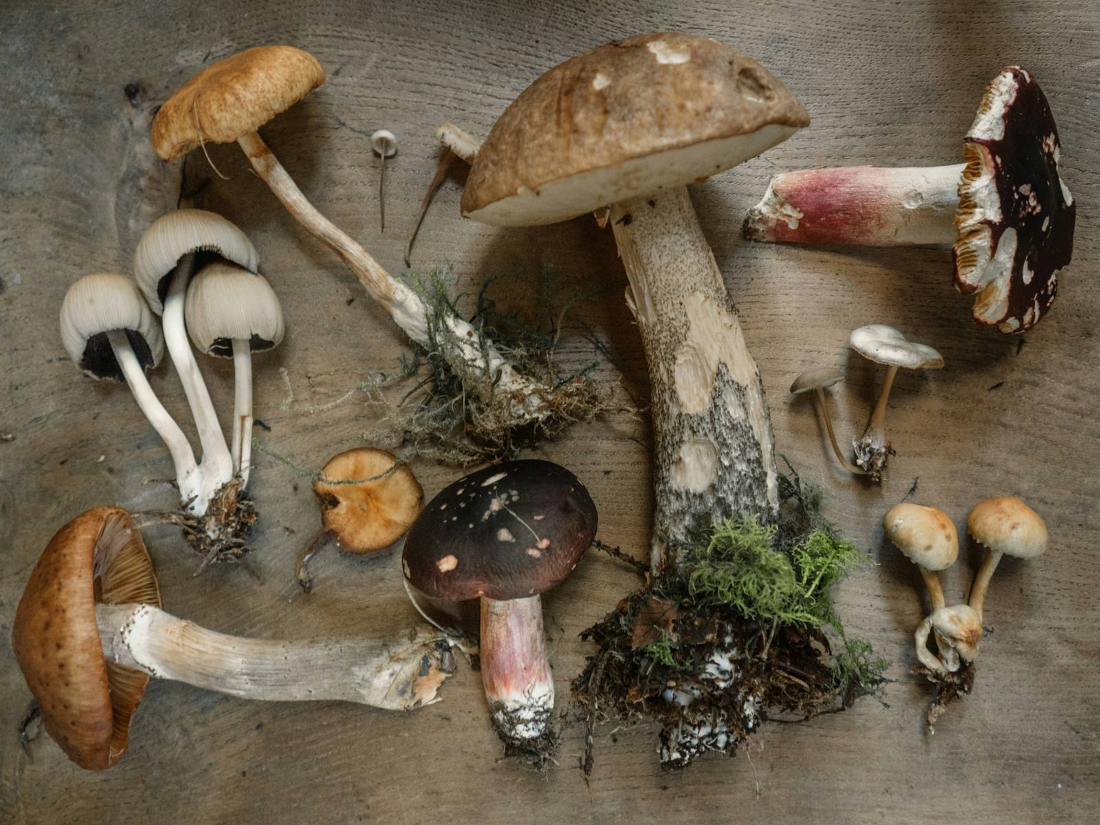 A mix of wild mushrooms, edible and poisonous, laid out on a wooden table.