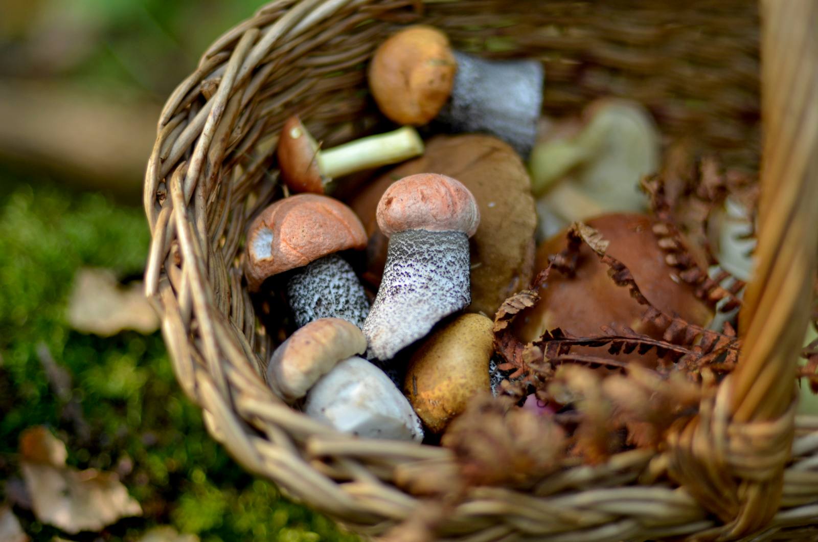 A wicker basket of freshly picked wild mushrooms on the forest floor.