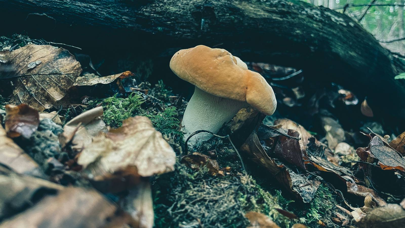 A wild mushroom pushing up through moss and fallen leaves beside an old log.