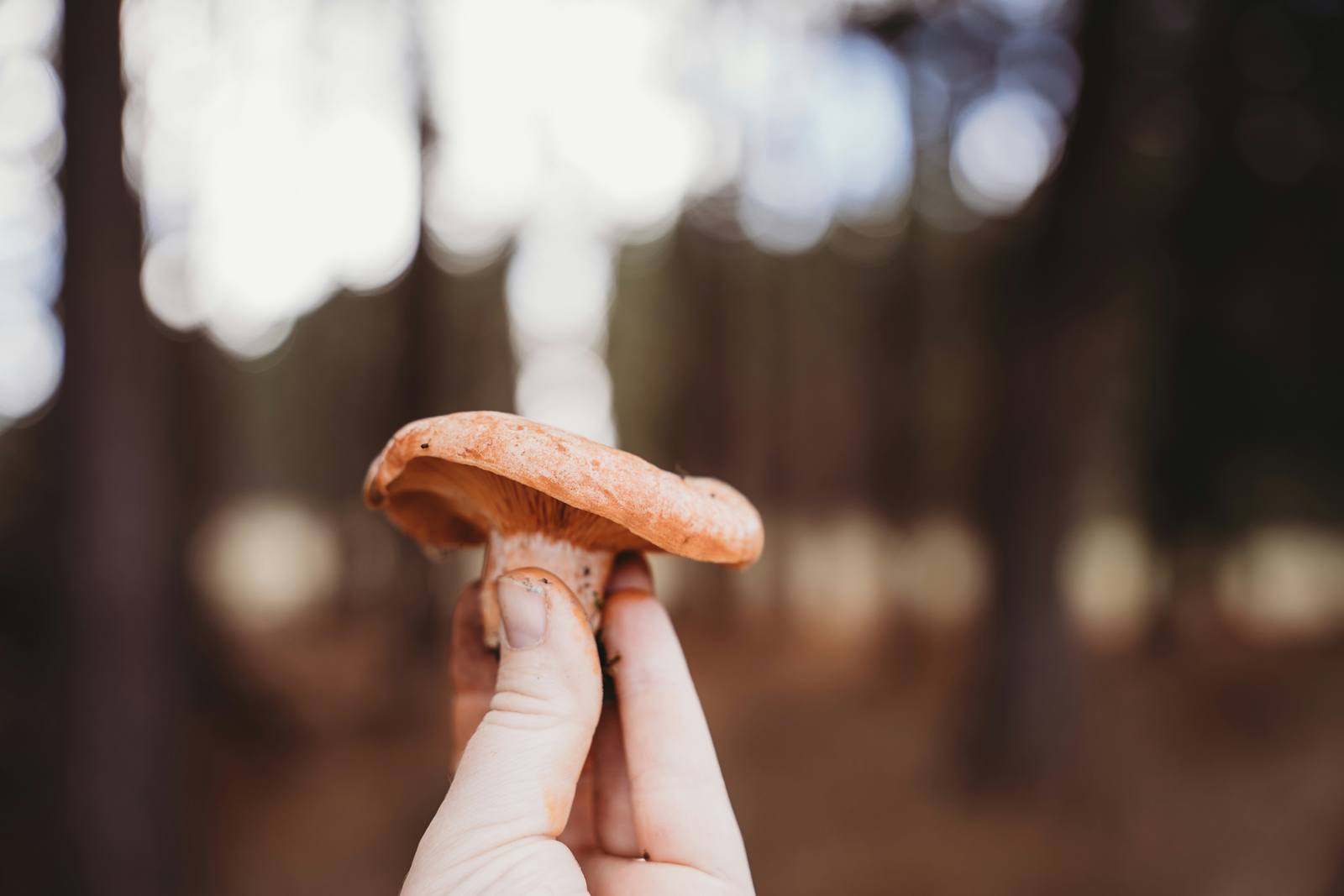 A hand holding up a wild mushroom in a dim conifer forest.